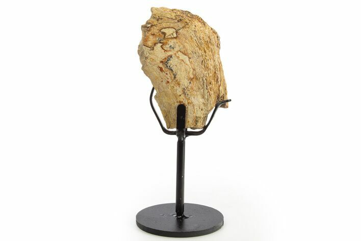 Fossil Hadrosaur Rib Section w/ Metal Stand - South Dakota #331128